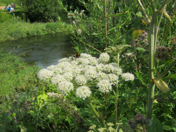 Опасные лесные ягоды: как распознать и избежать отравления