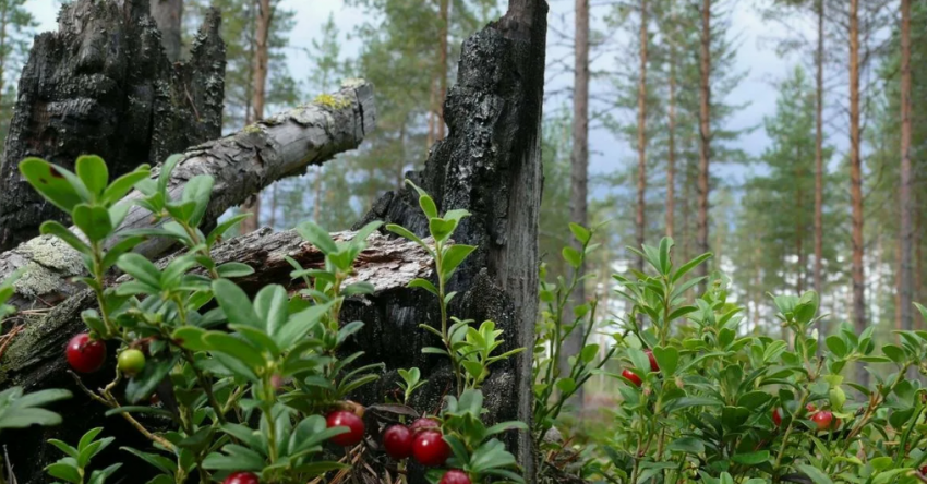 Опасные лесные ягоды: как распознать и избежать отравления