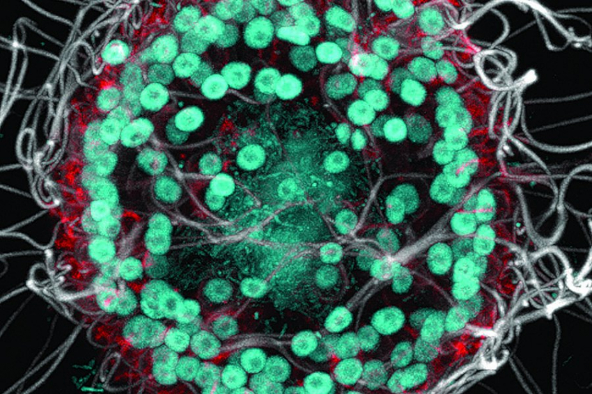 Существо размером с пылинку обнаружено в озере Моно в Калифорнии