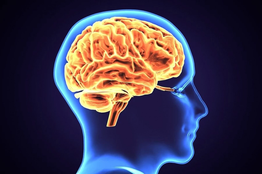 Опухоли мозга используют суточные ритмы организма для своего роста