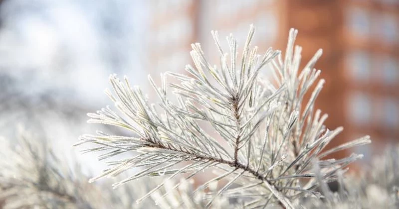 В истории России день 17 февраля 2025 года связан с важными решениями правителей страны