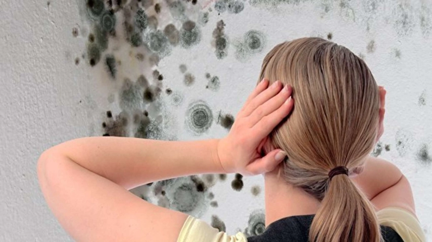 Вредоносный «сосед»: как избавиться от черной плесени в квартире