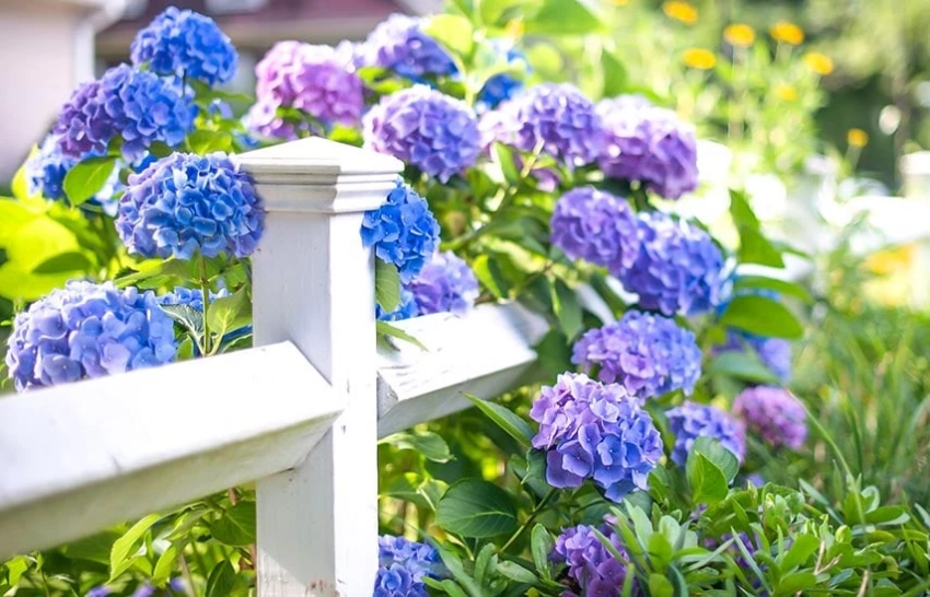 Как сделать удобрение из банана, если ваша гортензия не цветет