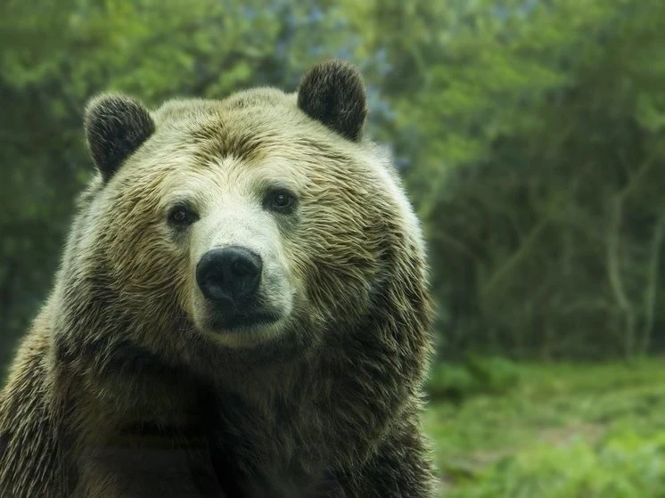 В Японии местный губернатор попросил помощи военных в борьбе с медведями
