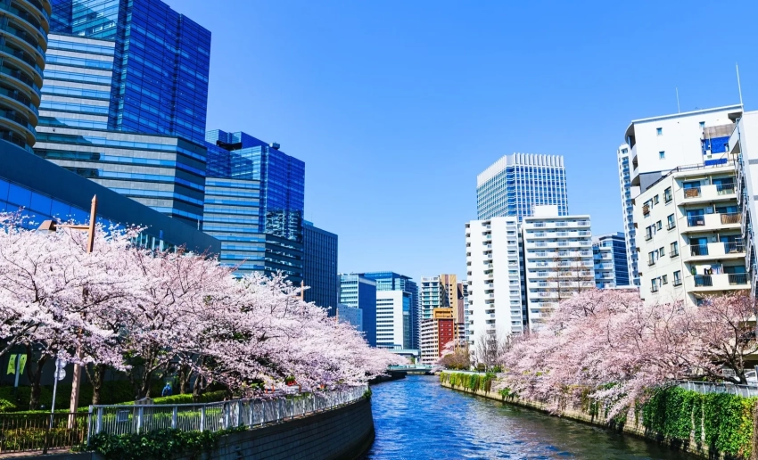 Япония подарит США 250 деревьев сакуры