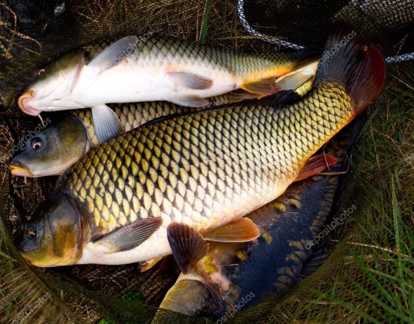 На Иссык-Куле рыбоводов обучают по вопросам диагностики и профилактики болезней рыб