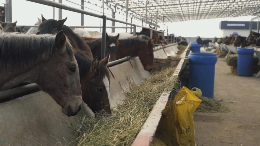 Европолы для баранов. Как изменился скотный рынок после переезда