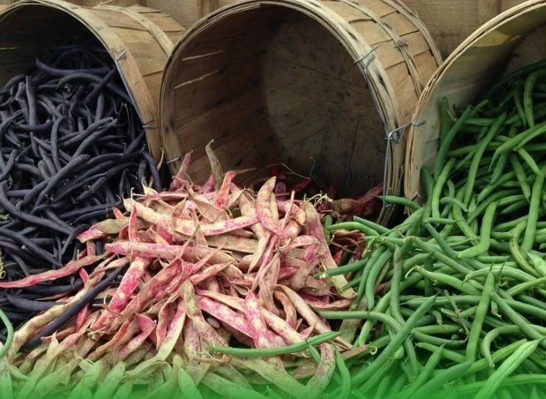 Минсельхоз Кыргызстана опровергает заявление о низкой цене на фасоль