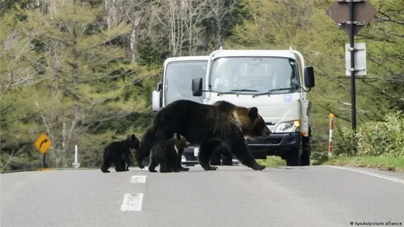 Власти Японии направили армию на борьбу с медведями