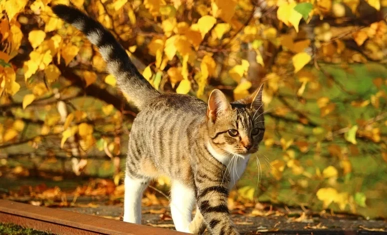 Тепло +19°: прогноз погоды в Кыргызстане на 14 ноября