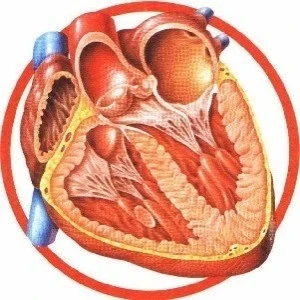 Президент подписал Указ "О национальной программе "Здоровое сердце"