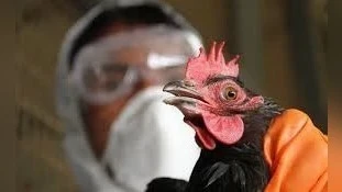 Птичий грипп штамма H5N5 точно не перейдет на человеческую популяцию, - академик РАН