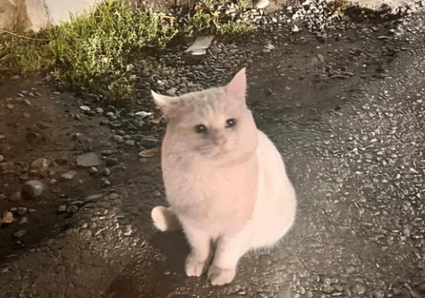 Отстрел кошек в Бишкеке. «Общество не поймет»