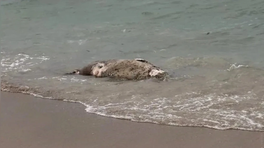 Более 100 туш мертвых тюленей нашли на берегу Каспия в Казахстане