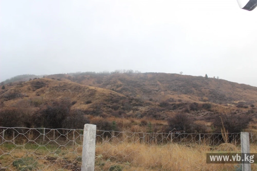 В Чон-Кеминском парке растут новые леса и сохраняют барсов