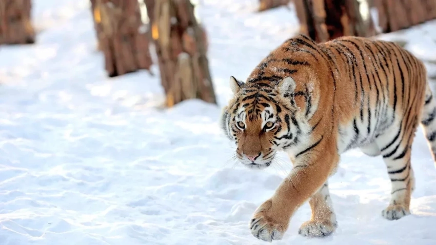 Казахстан получит четырёх амурских тигров из России