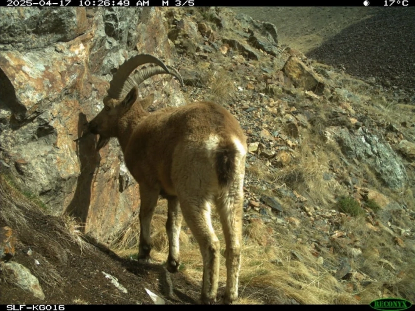 Барс, аркары и дикобраз попали на фотоловушки в заповеднике "Ак-Суу"
