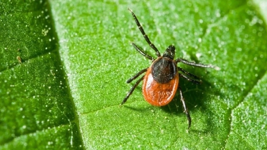 В США зарегистрировали первую смерть от аллергии на мясо, возникшей после укуса клеща