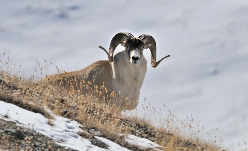 В Минприроды заявили о необходимости обновления Красной книги Кыргызстана