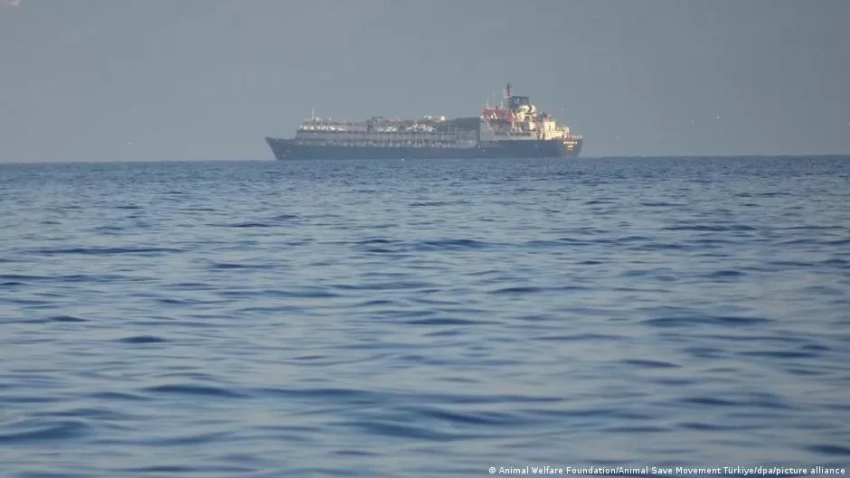 Почти три тысячи коров оказались заблокированы на судне в Турции