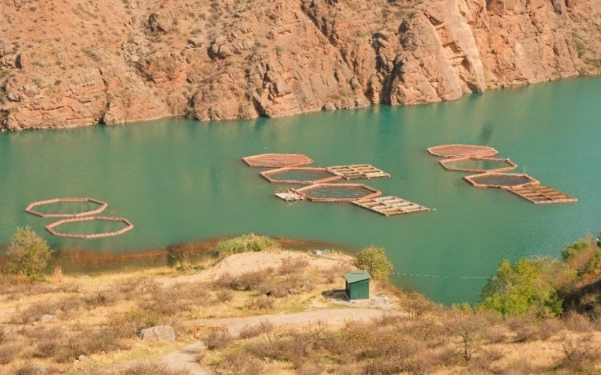 В Кыргызстане усиливают контроль за болезнями рыб