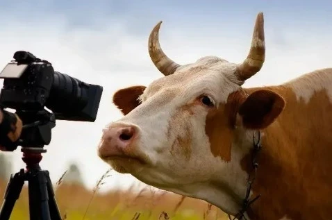 В Кыргызстане поэтапно внедряется система видеонаблюдения на скотобойнях