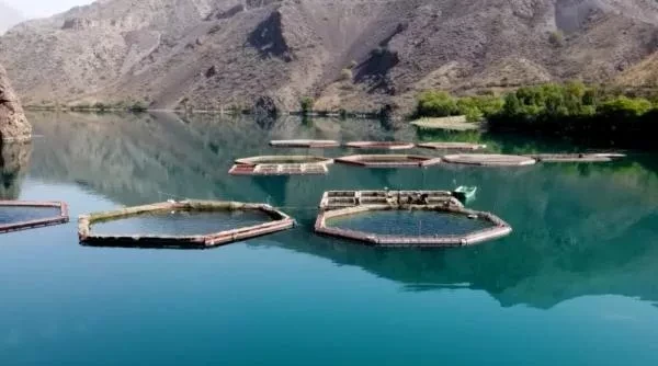 В рыбных хозяйствах Таш-Кумыра выявлены нарушения закона