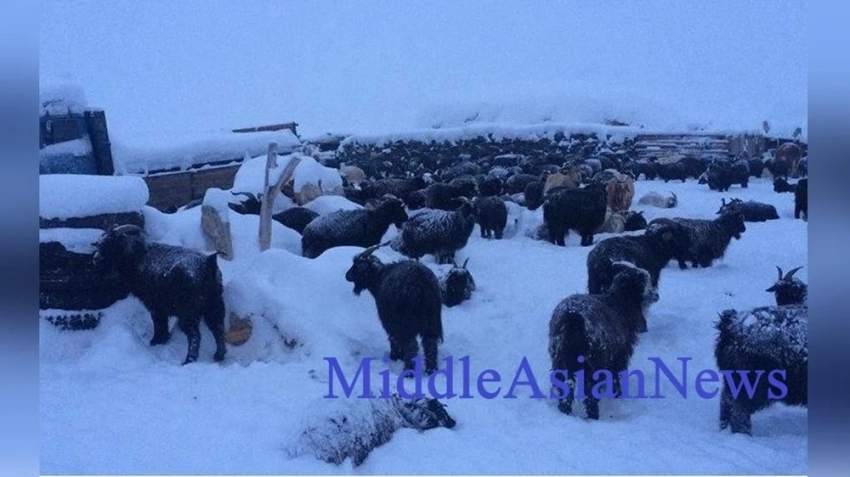 Западная Монголия, вероятно, столкнется с суровой зимой — дзуд
