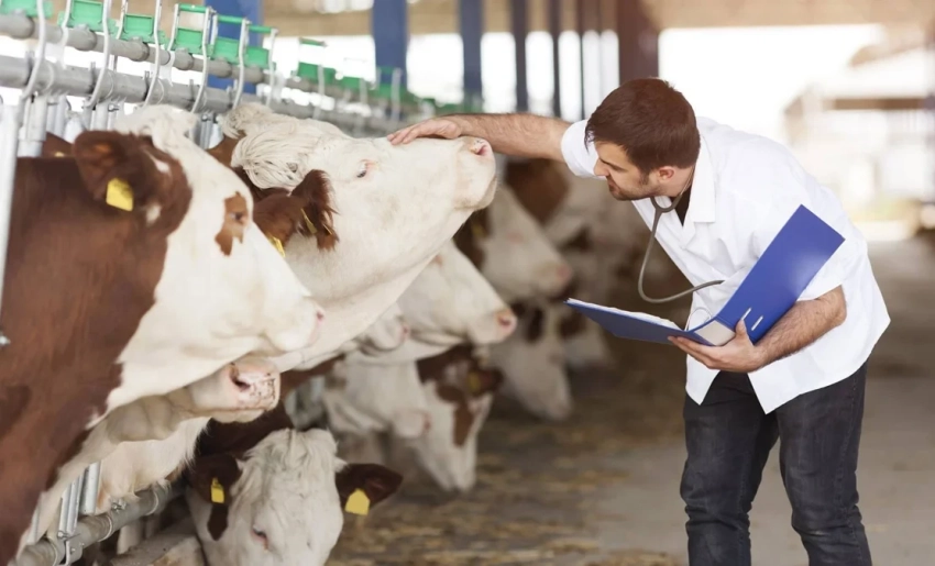 В Кыргызстане запускается пилот по привлечению молодых ветеринаров