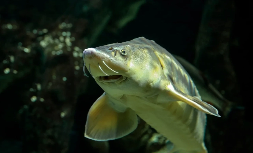 Пресечен незаконный ввоз 6,5 тонн рыбной продукции из Ирана