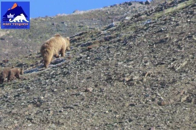 За прошедший год диких животных в природном парке "Хан-Тенири" стало больше