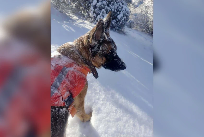 Надежданың изи менен: куткаруучу иттер Кыргызстанда адамдарды кантип издешет