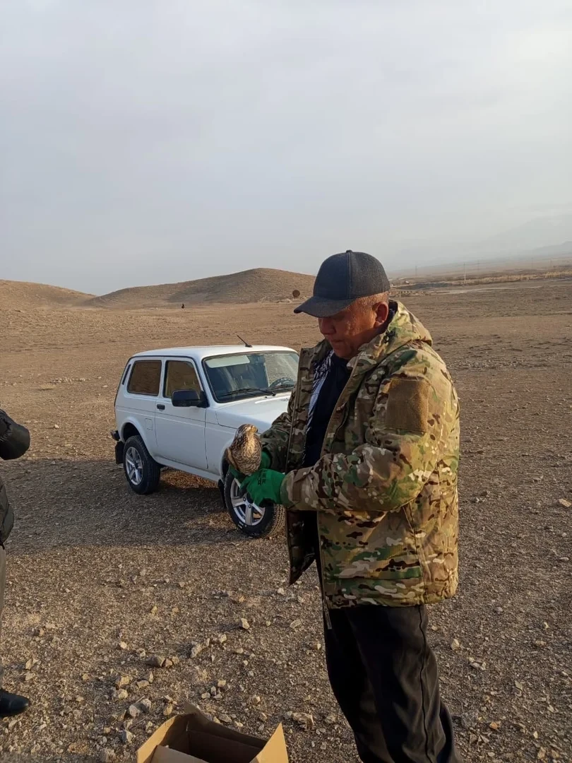 A Falcon That Flew into a Village in the Batken Region Was Returned to the Wild