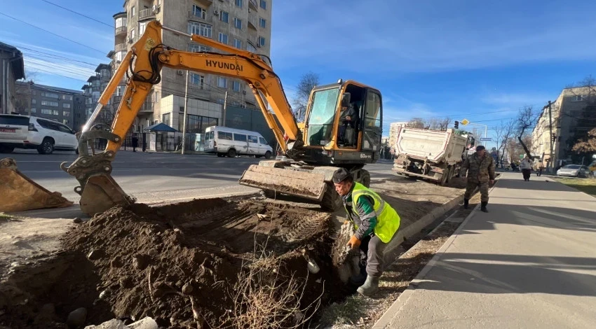 Когда дарактар бүттү: Бишкекте массалык түрдө тамырларды жок кылуу менен алектеништи