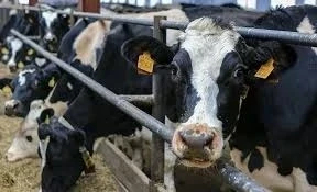 An online platform for breeding farms has been launched in Kyrgyzstan