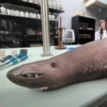 A dragon shark with huge eyes washed ashore in Spain. Scientists are sounding the alarm.