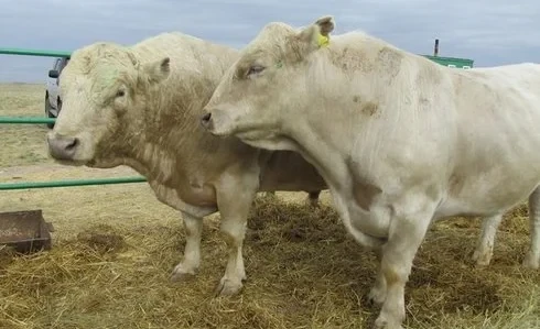 From Quantity to Quality. Breeding Livestock Farming is Actively Developing in the Manas District