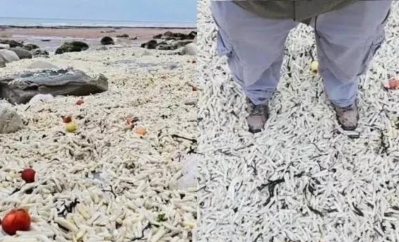 Millions of frozen chips covered a beach in the UK after a storm