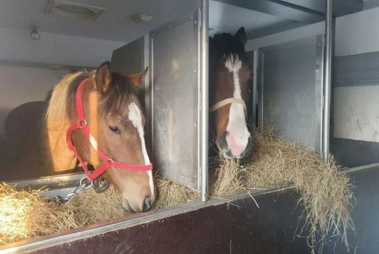 Sporting Horses Did Not Reach the Tournament in Kyrgyzstan. They Were Not Allowed to Leave Russia