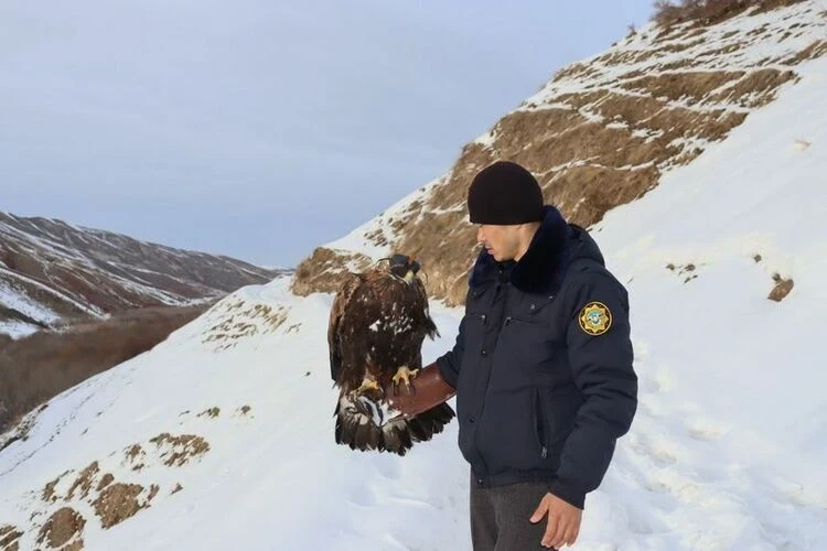 A resident of the Osh region was fined for keeping a red-listed golden eagle