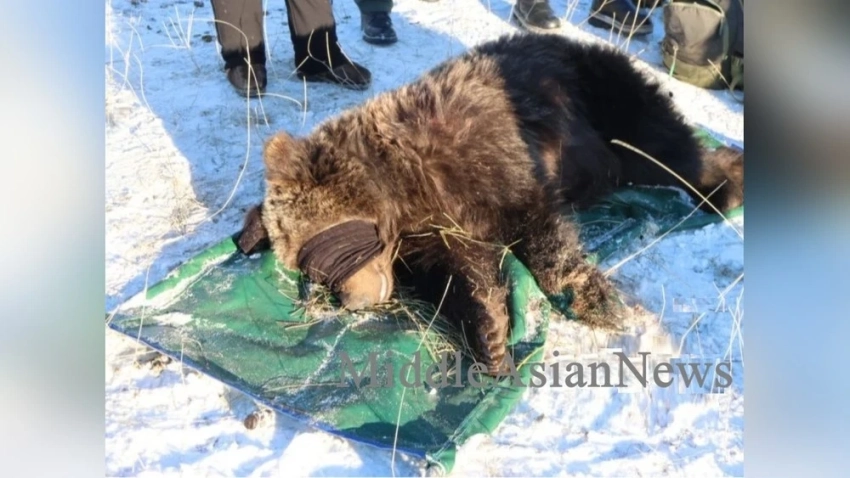 Монгольские пограничники задержали «медведя-нарушителя границы», перешедшего границу с российской стороны