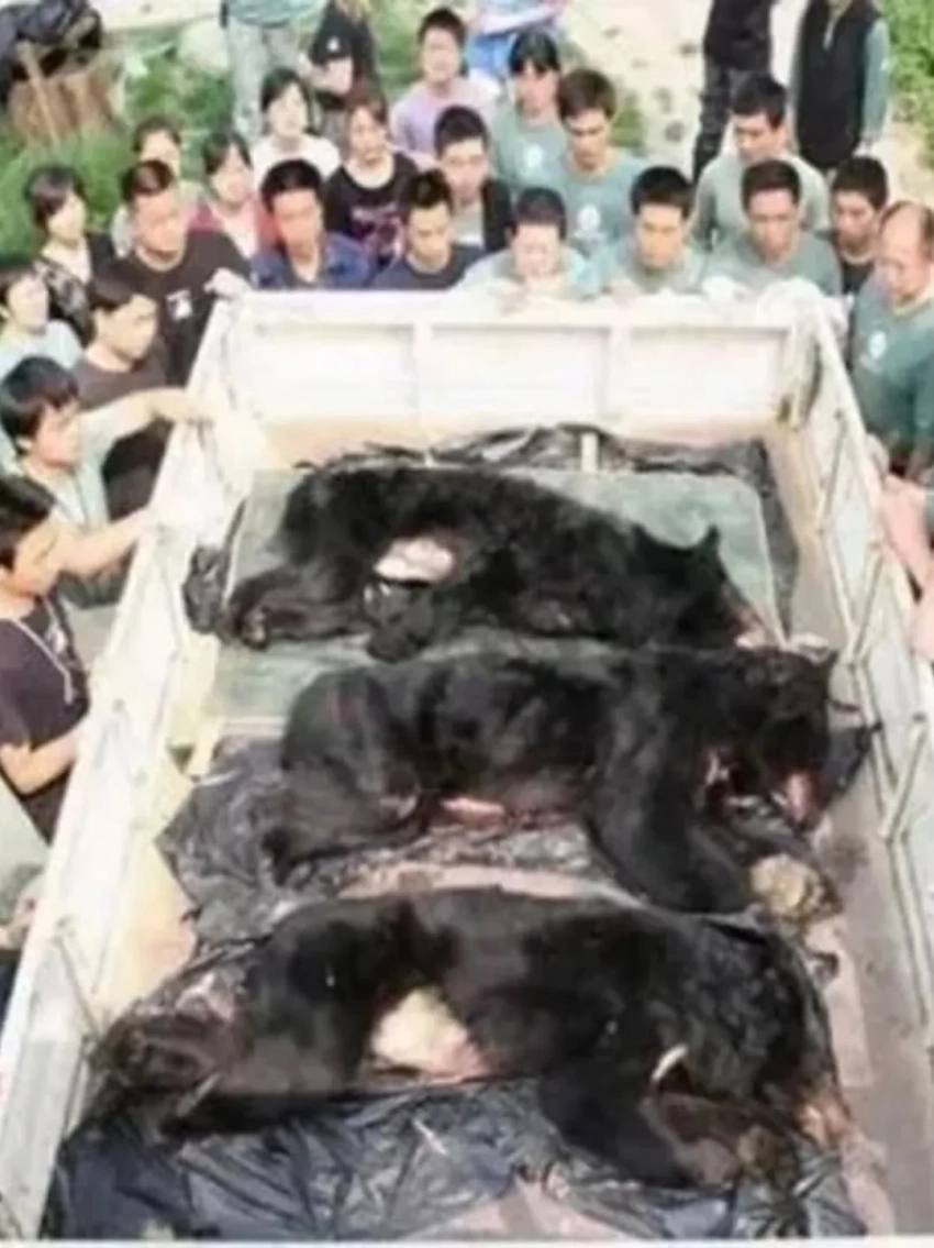 Түштүк Корея аюуларды желе өндүрүү үчүн фермаларды тыюу салды