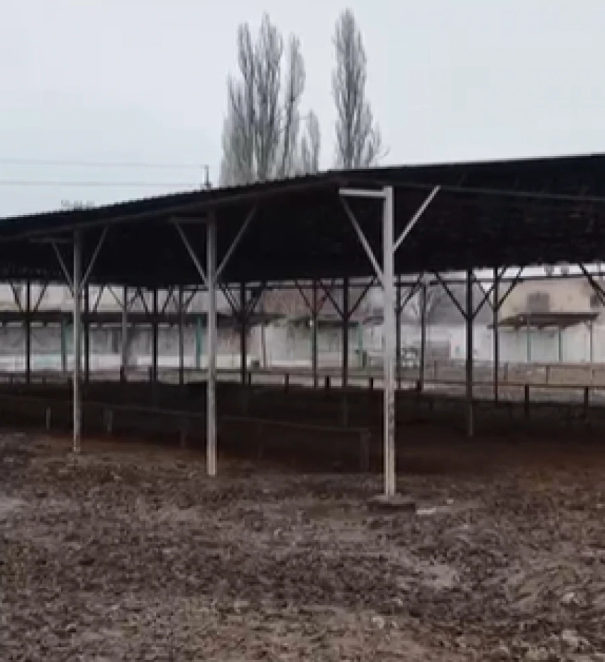 Скот базары Жайыл районунда жаңы аймакка көчүрүлөт