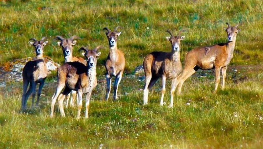 Кыргызстан получит кредит в 30 млн долларов на мониторинг за дикими животными