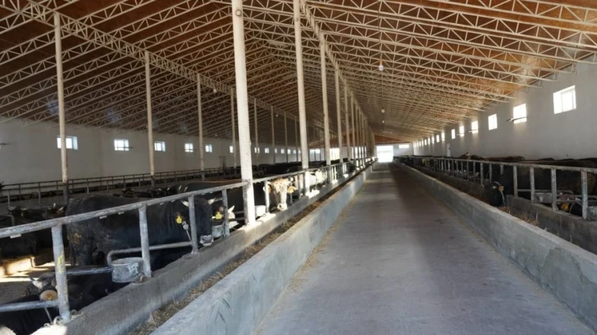 Минсельхоз КР селекция иштеринин жыйынтыктарын чыгарды