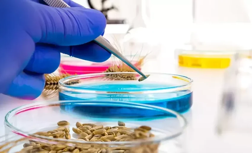 In Kyrgyzstan, 35 cases of violation of phytosanitary standards were identified in 2025.