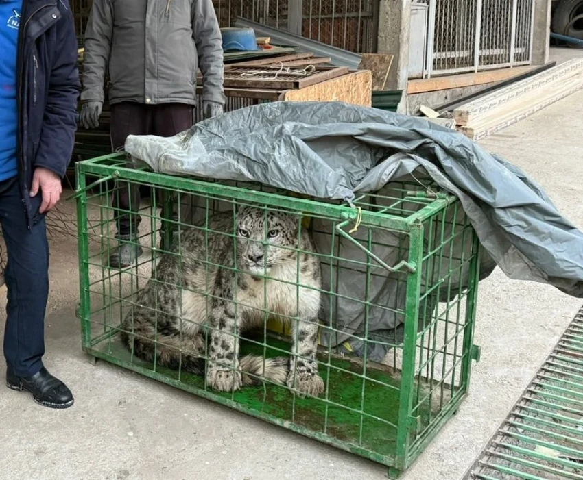 The snow leopard caught in the Chui region has been released into the wild.