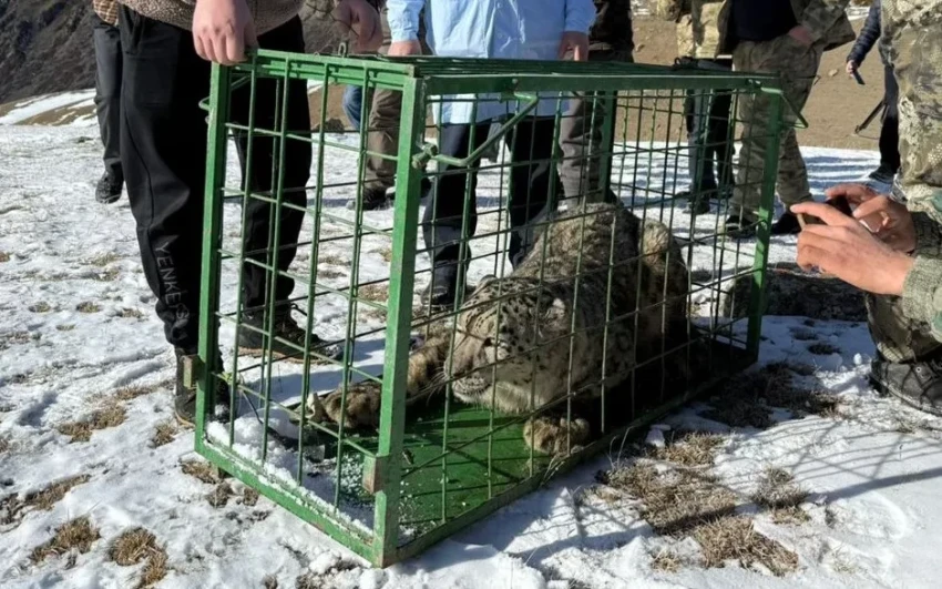 The snow leopard caught in the village of Boroldoy has been released into the wild.