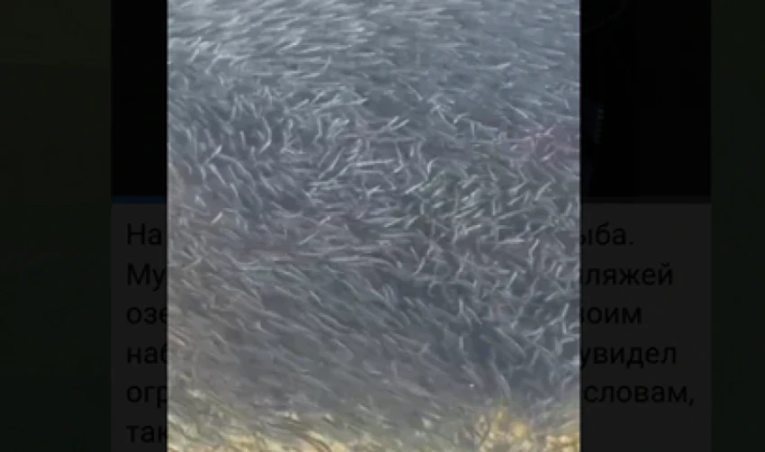 The Return of Fish to Issyk-Kul. "I Haven't Seen This in 50 Years"