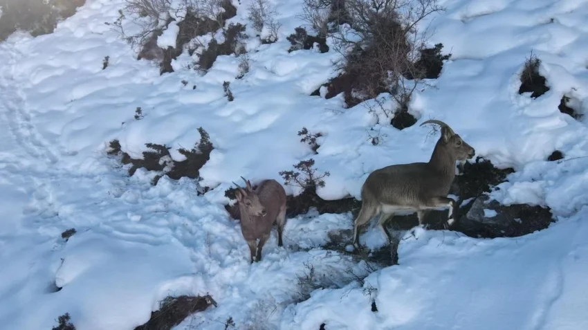 «Каратал-Жапырык» коругунда жабайы жаныбарларды кышкы азыктандыруу өткөрүлдү